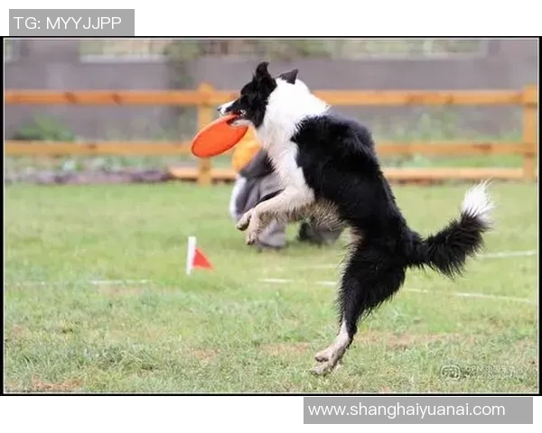 李强独家：分享飞盘心得_1